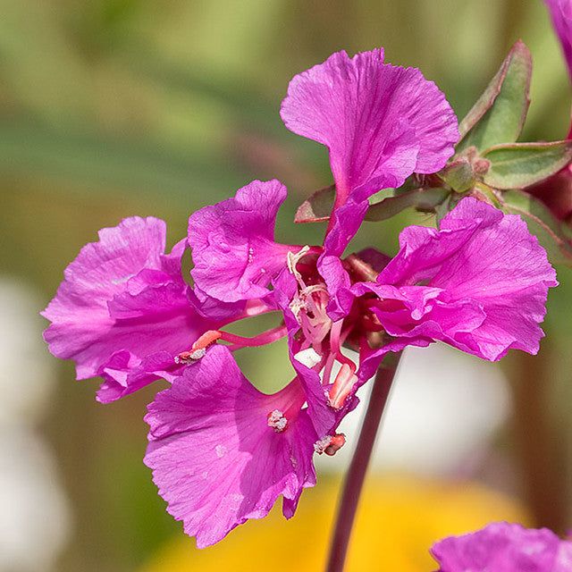 Purple Mexican Butterwort Seeds Up to 50% Off