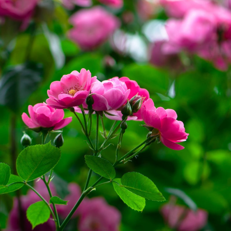 Rosa multiflora Seeds up to 50%