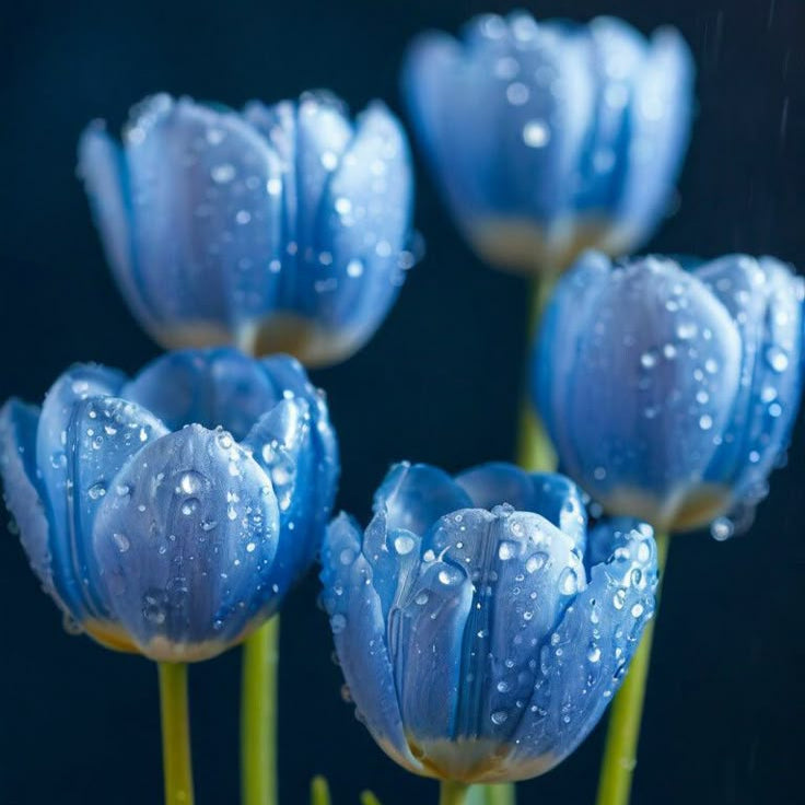 Blue Tulip Flower Seeds Up to 50% Off