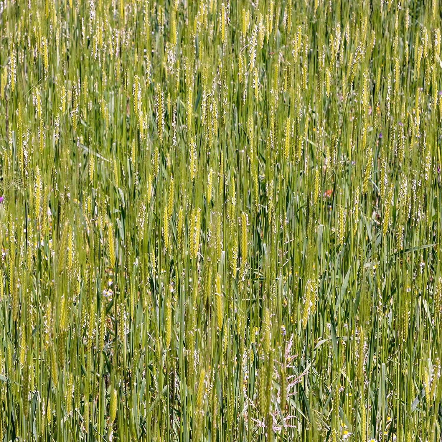 Einkorn Wheat Grain Seeds Up to 50% Off