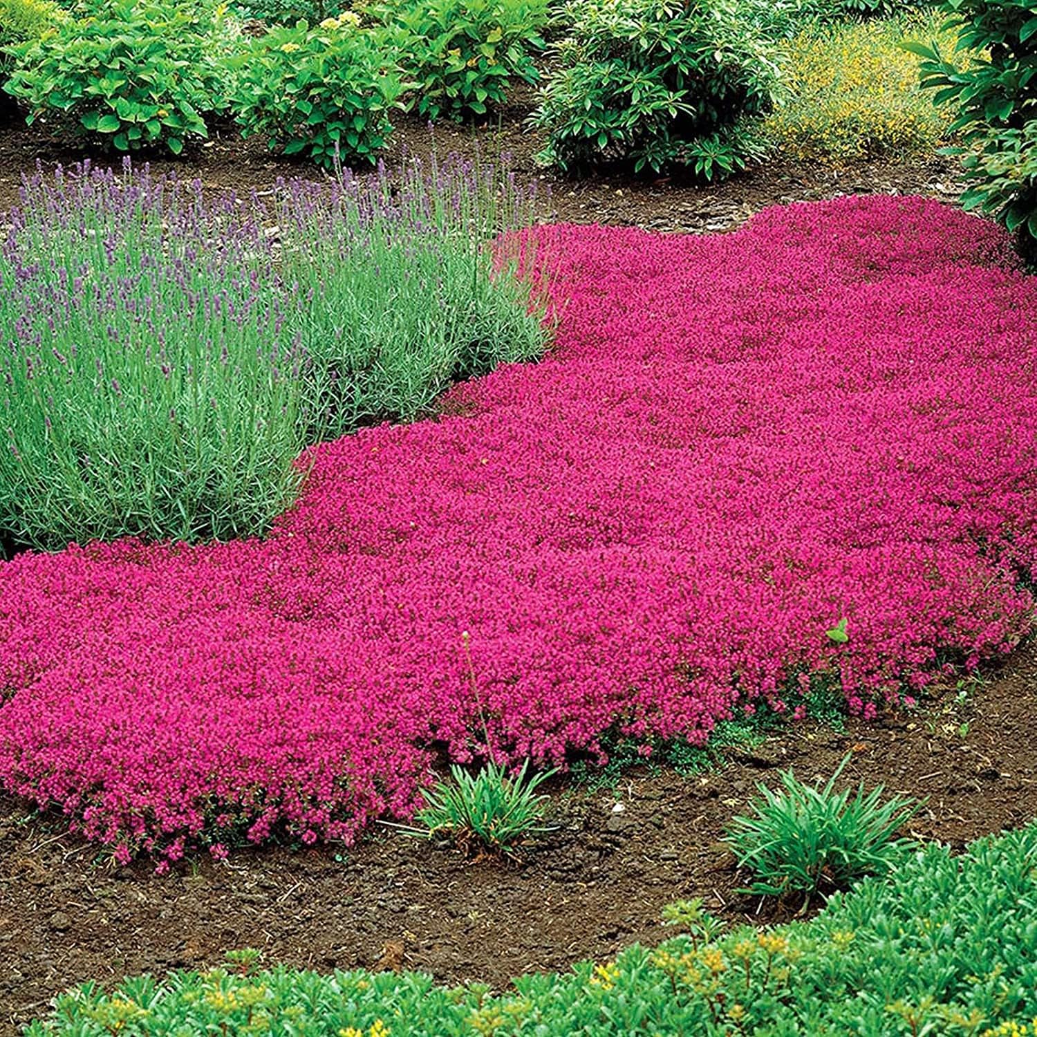 Magic Carpet Thyme Seeds prime day up to 50%