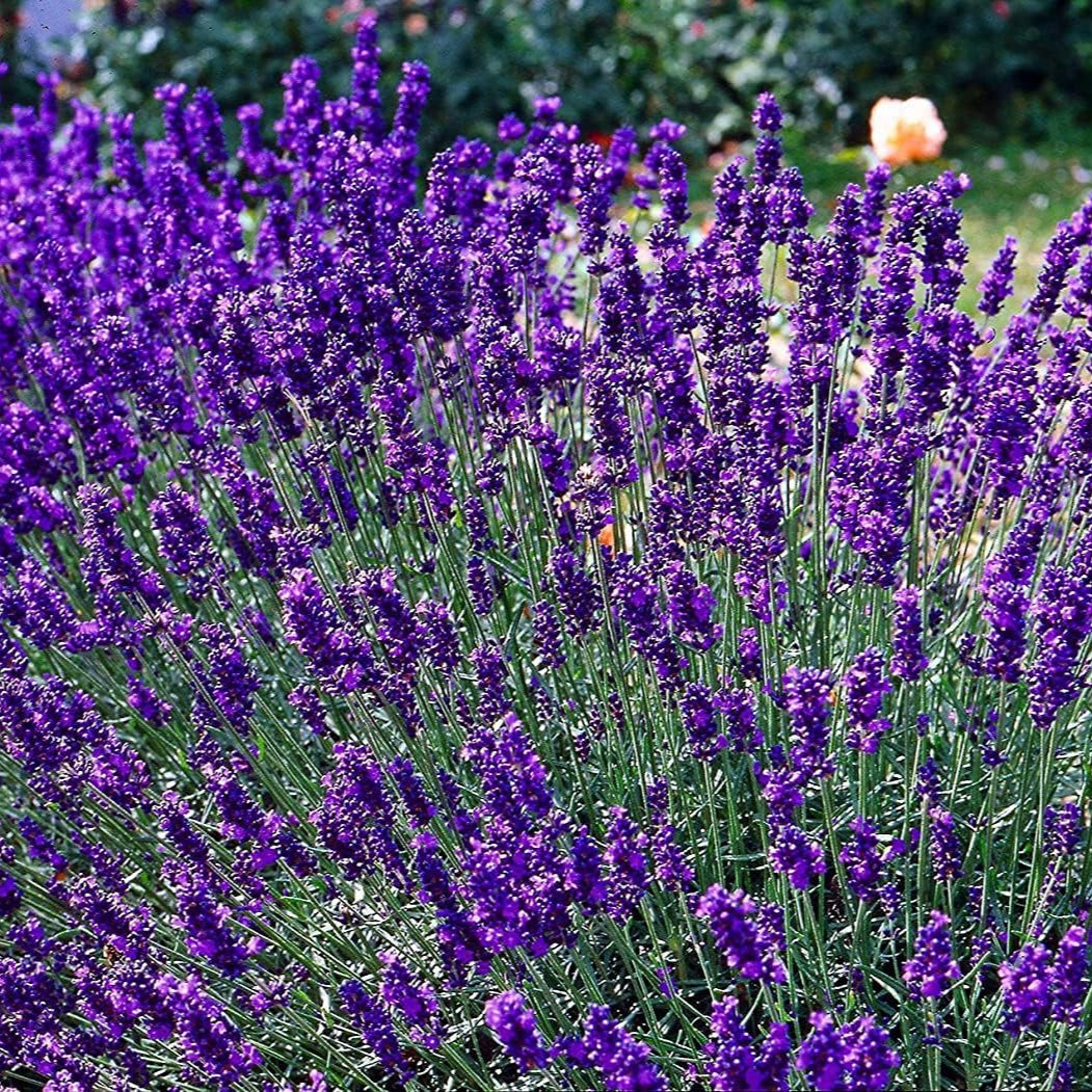 English Lavender Herb Seeds up to 50%
