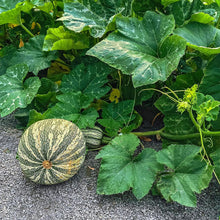 Green Striped Cushaw Seeds