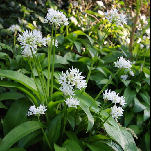 Ramsons Wild Garlic Seeds