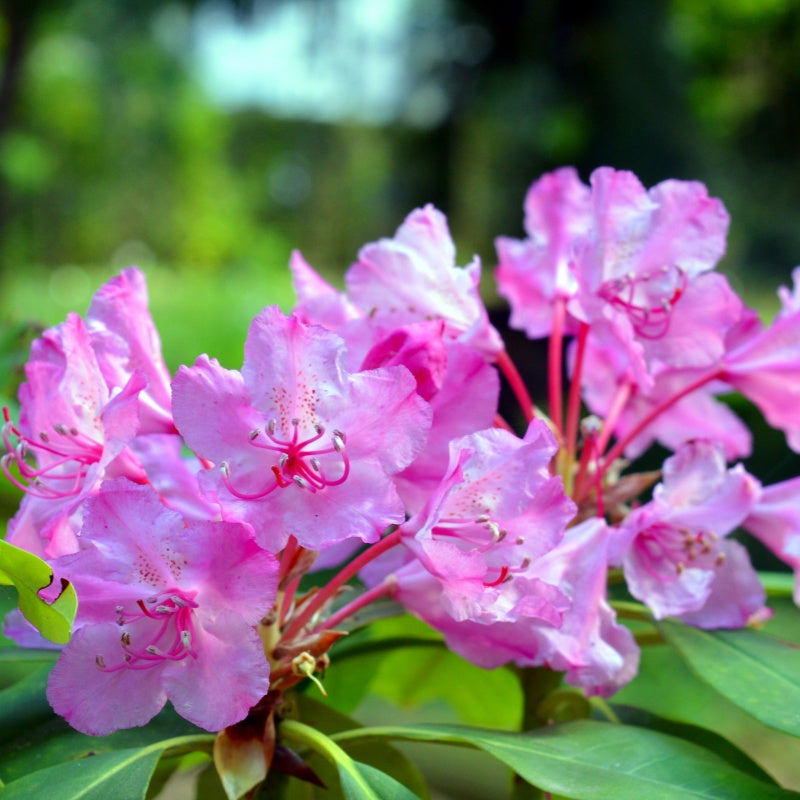 Azalea Seeds Up to 50%