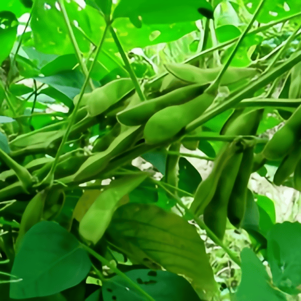 Edamame Seeds Up to 50%