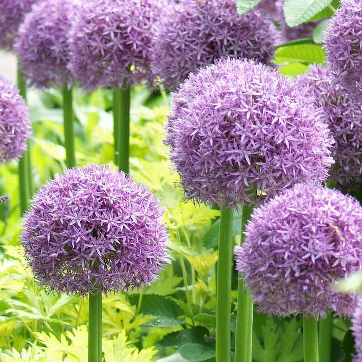 Ornamental Onion up to 50%