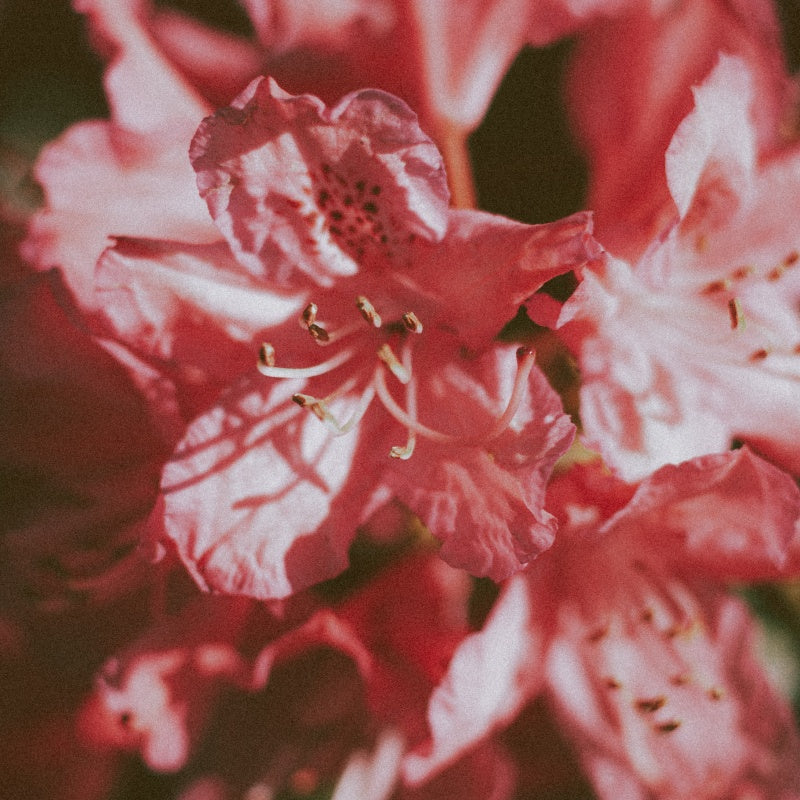 Azalea Seeds up to 50%