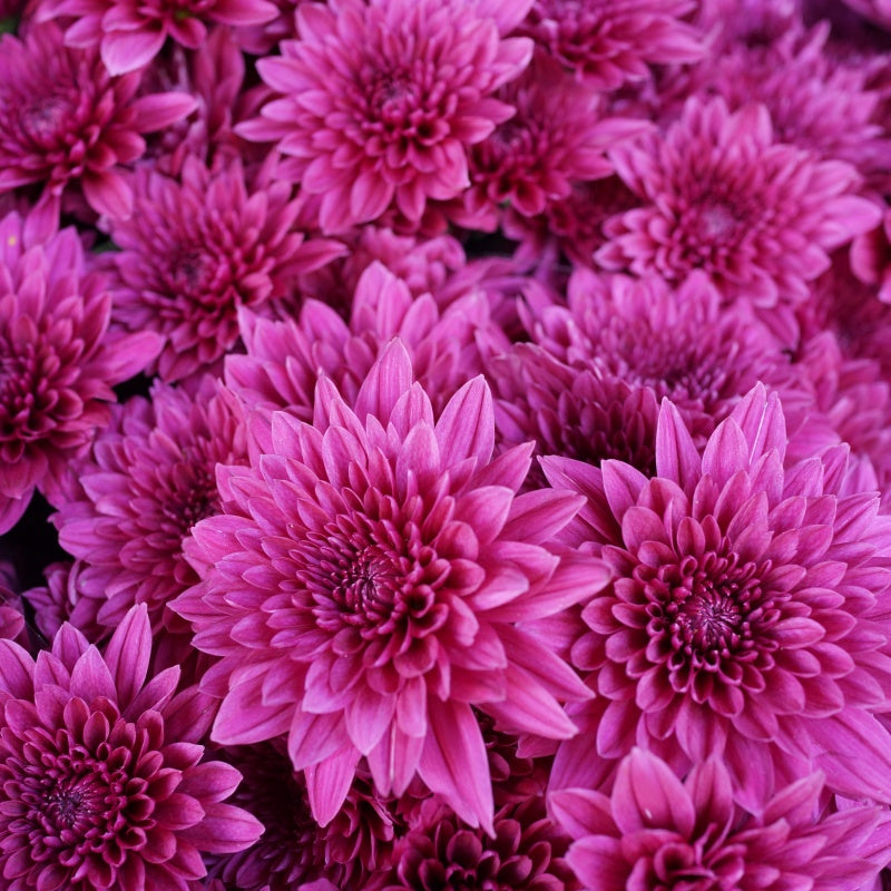 Chrysanthemum Seeds up to 50%