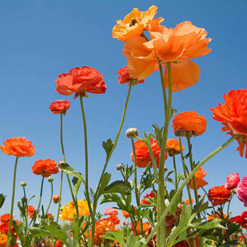 Wildflower Seeds up to 50%