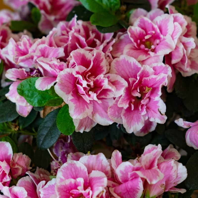 Azalea Seeds up to 50%