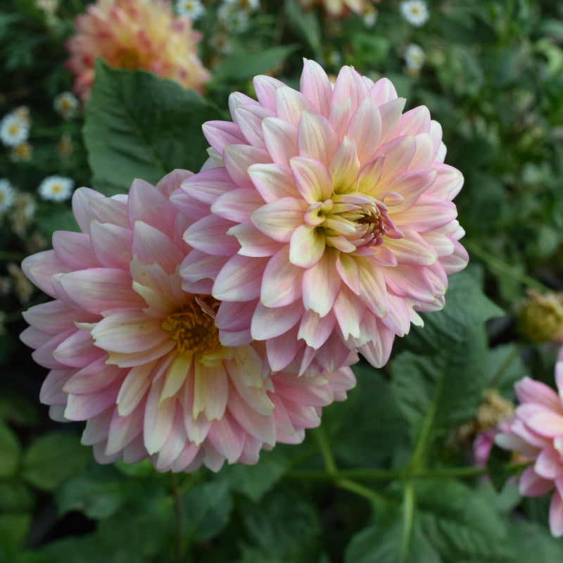 Chrysanthemum Seeds up to 50%