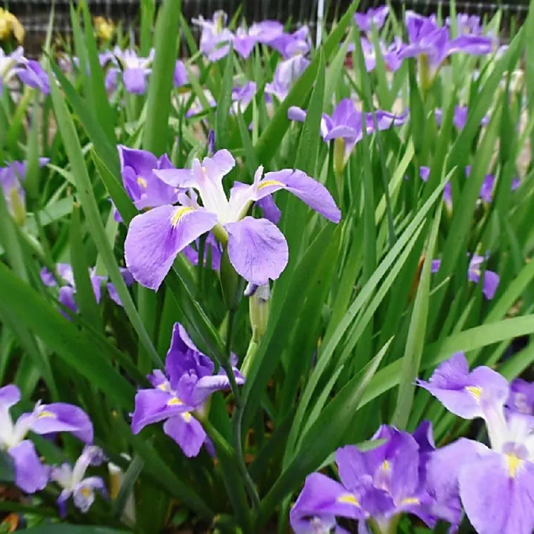 Japanese Iris Flower Seeds up to 50%