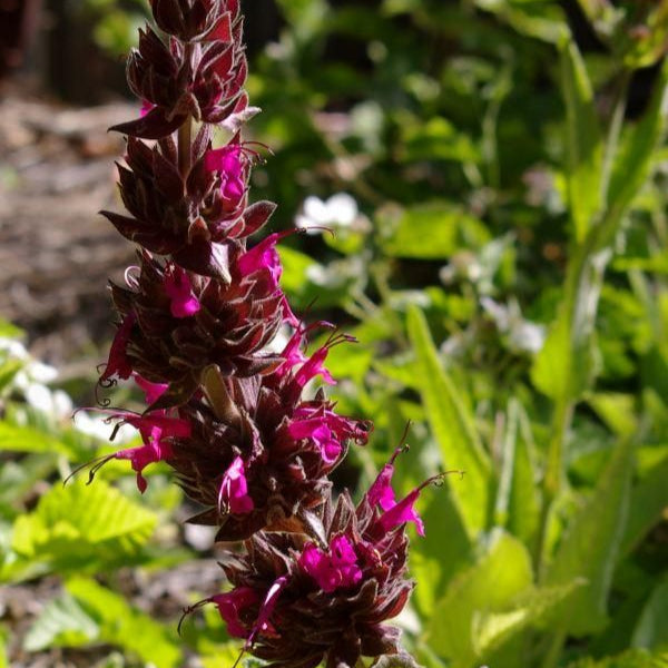 Hummingbird Sage Seeds