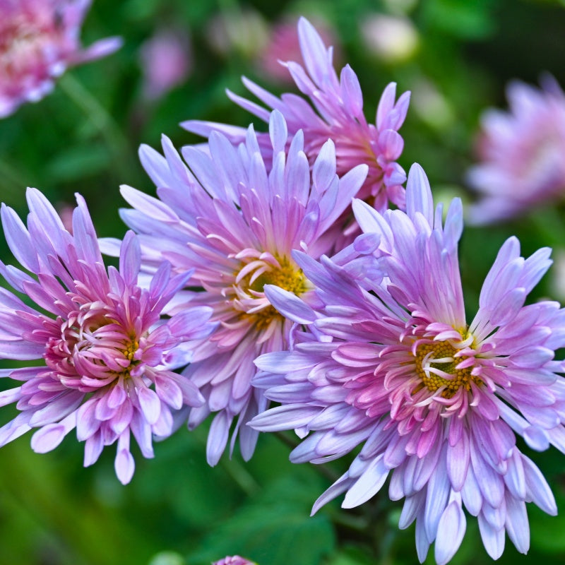 Chrysanthemum Seeds up to 50%