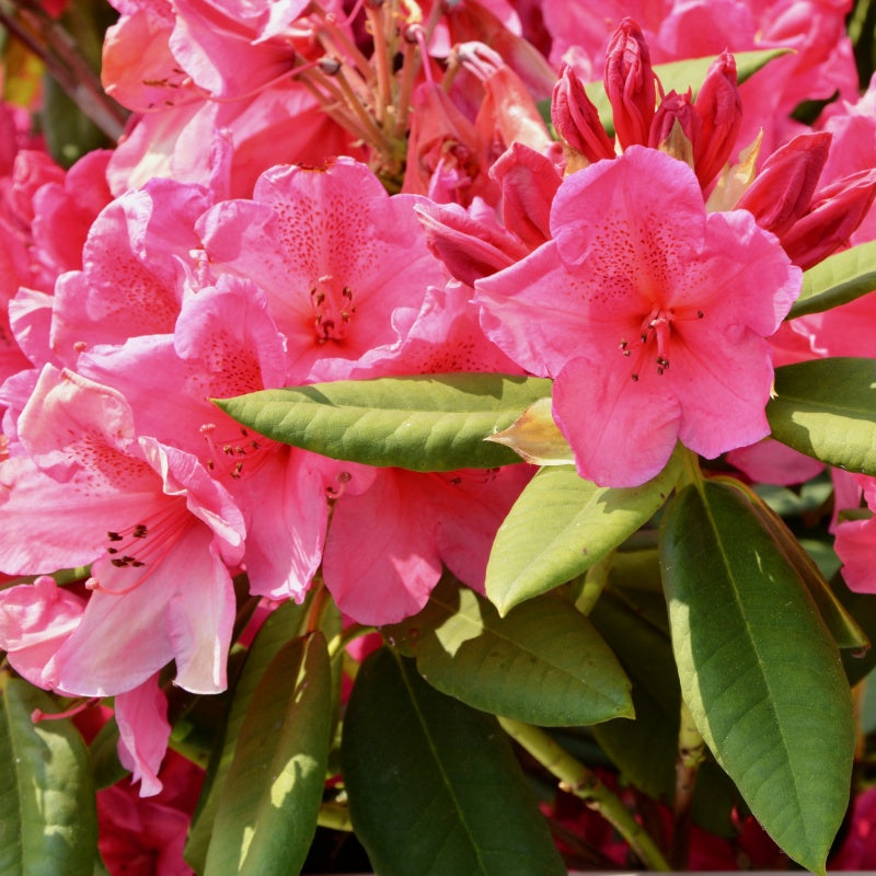Azalea Seeds Up to 50%