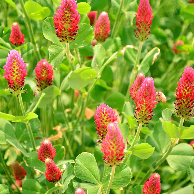 Crimson Clover Seeds up to 50%