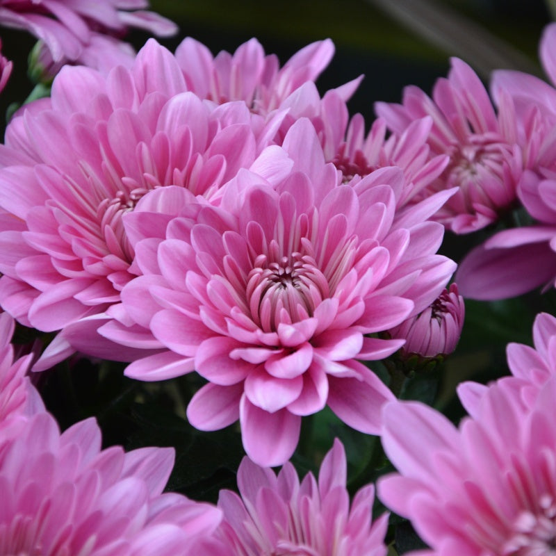 Chrysanthemum Seeds Up to 50%