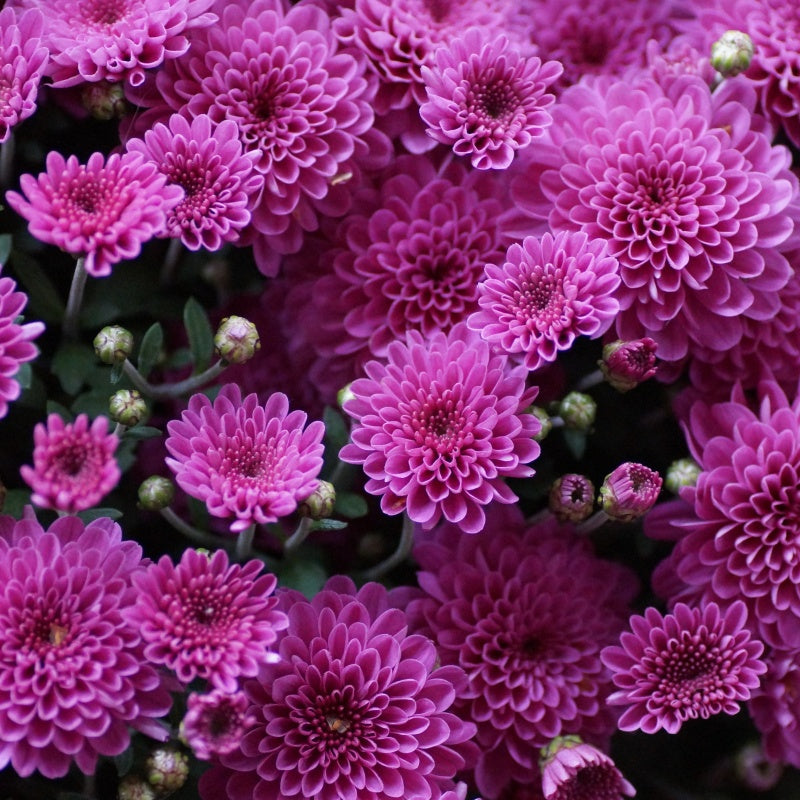 Chrysanthemum Seeds up to 50%