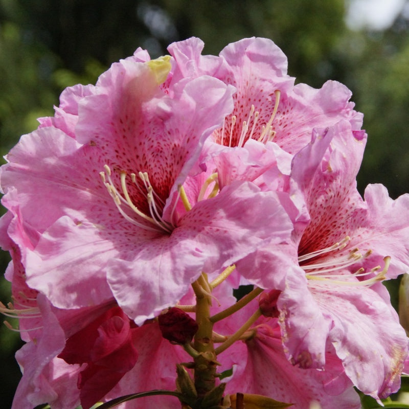 Azalea Seeds up to 50%