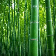Giant Bamboo Seeds