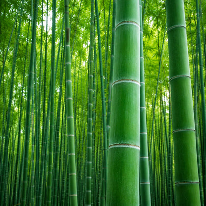 Giant Bamboo Seeds