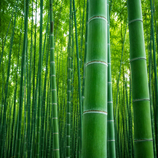 Giant Bamboo Seeds