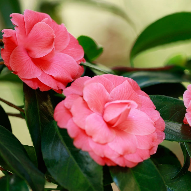 Camellia Seeds up to 50%