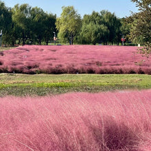 Pink Muhly Grass Seeds
