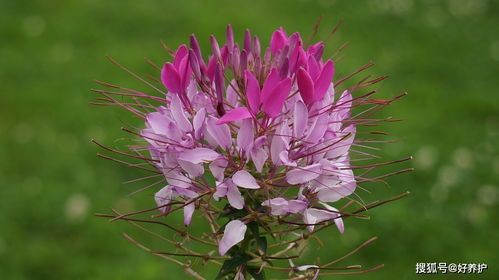Cleome Seeds Pink up to 50% Large Pack · 3000-15000 Seeds