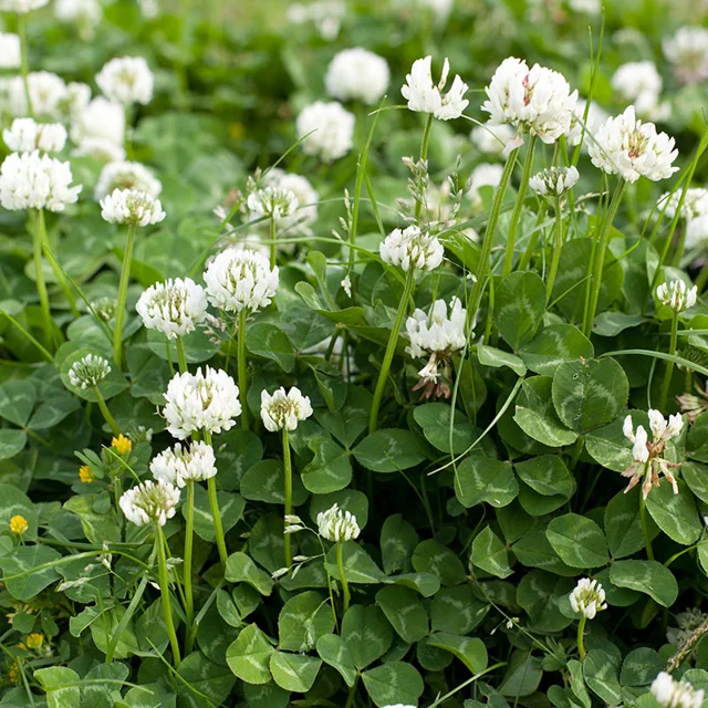 White Clover Seeds up to 50%