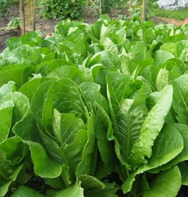 Lettuce Seeds