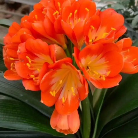 Kaffir Lily Flower Seeds up to 50%