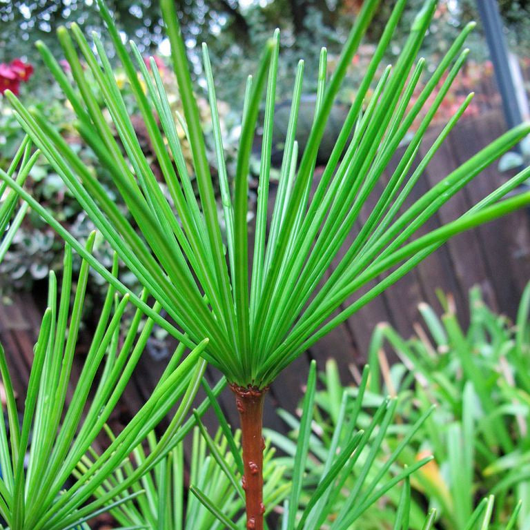 Japanese Umbrella Pine Seeds Up to 50% Off