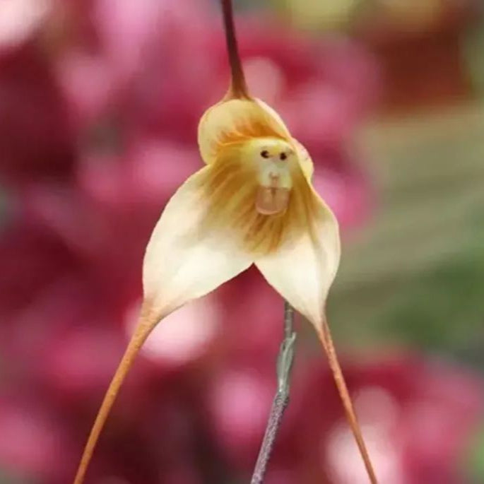 Monkey Face Mimulus Hybridus Seeds up to 50% Large Pack · 200-1000 Seeds
