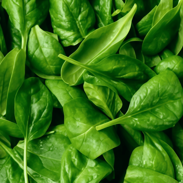 Spinach Seeds up to 50%