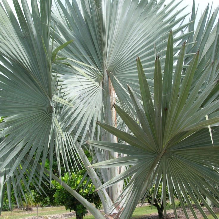 Silver Bismarck Palm Seeds Up to 50% Off