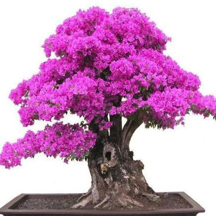 Mixed Color Bougainvillea Seeds prime day up to 50%
