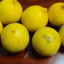 Abiu Seeds