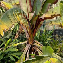 Abyssinian Banana Seeds