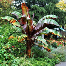 Abyssinian Banana Seeds
