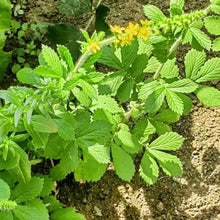 Agrimony Seeds