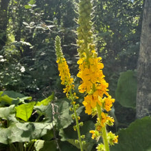 Agrimony Seeds