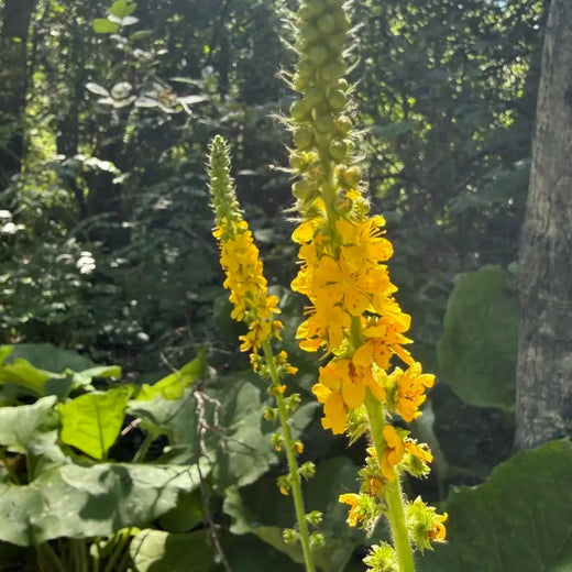 Agrimony Seeds