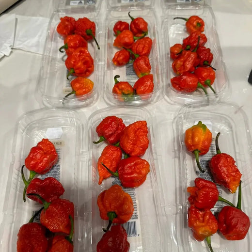 Aji Brazilian Starfish Hot Pepper Seeds