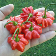 Aji Brazilian Starfish Hot Pepper Seeds
