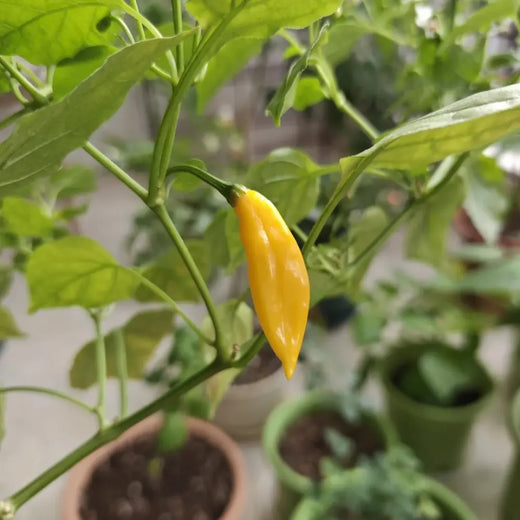 Aji Lemon Drop Pepper Seeds