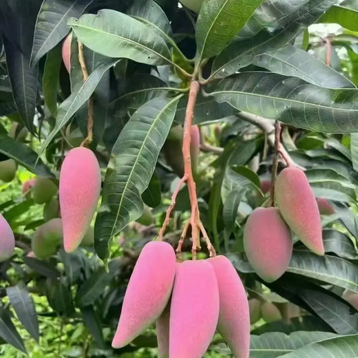Aji Mango Pepper Seeds