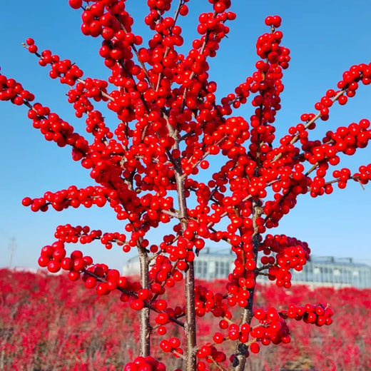 American Holly Seeds