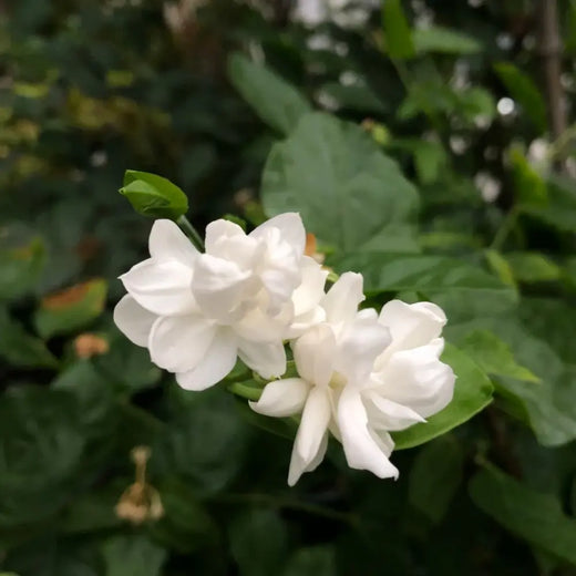 Arabian Jasmine Seeds